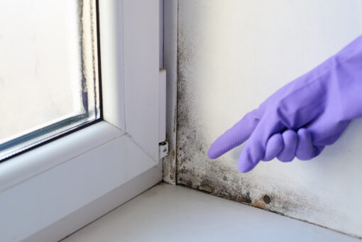 Learn How to Get Rid of and Prevent the Future Growth of Mold in Your Windows